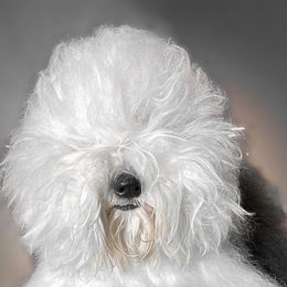 Old English Sheepdogs from Bear Dance OES