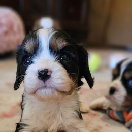 Oakley - Tri-color male Cavalier King Charles Spaniel puppy in Marshfield, Missouri from Puppyloversplace