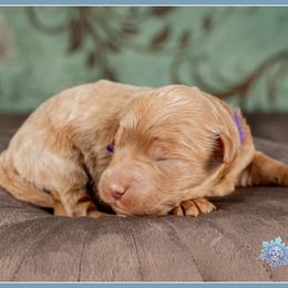 Magnolia - Red  female Goldendoodle puppy in Connersville, Indiana from Deaz Doodle Ranch