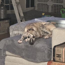 Whippet Puppies from Sara's Whippets