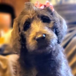 Labradoodle Puppies from Caldron Falls Doodles and Poodles