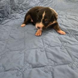 Vervain - Black tri-color female Australian Shepherd puppy in Abilene, Texas from S&K Aussies N' Rotties