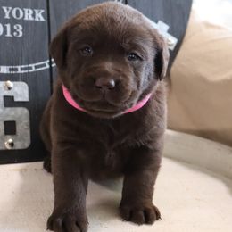 Sugar - Chocolate female Labrador Retriever puppy in Camden, Indiana from Camden's Caring Canines