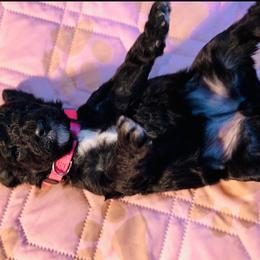 French Bulldog and Poodle Puppies from Dallas Paw Connect