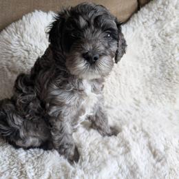 Reeses - Merle male Cavapoo puppy in Albertville, Minnesota from North Star Cavapoos