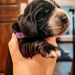 English Cocker Spaniel Puppies from MD Dogs Inc
