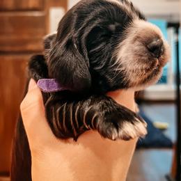 English Cocker Spaniel Puppies from MD Dogs Inc