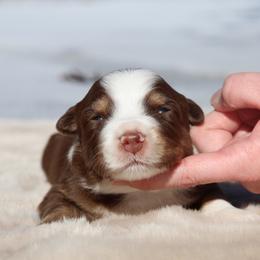 Clifford-1400 - Red tri-color male Australian Shepherd puppy in Star City, Arkansas from Circle P Farm Australian Shepherds