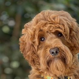 Penny - Australian Labradoodle