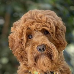 Penny - Australian Labradoodle