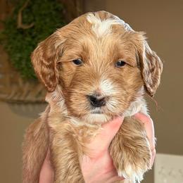 Mr Red - Apricot male Goldendoodle puppy in Monticello, Indiana from Faithfully Yours Doodles