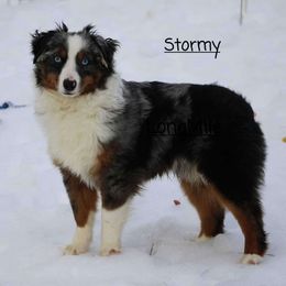 Stormy - Miniature Australian Shepherd
