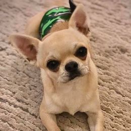 Lincoln - Chihuahua