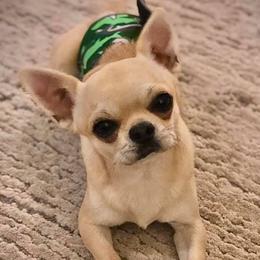 Lincoln - Chihuahua