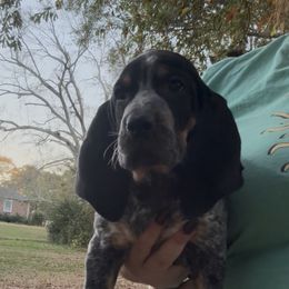 Clarke - Blue ticked and tan female Bluetick Coonhound puppy in Belton, South Carolina from Broadway Oak Kennels