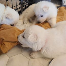 Berger Blanc Suisse Puppies from Absolute Dream White Swiss Shepherds