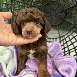 Sasha - Phantom female Poodle puppy in Lathrop, California from Stellar Poodles