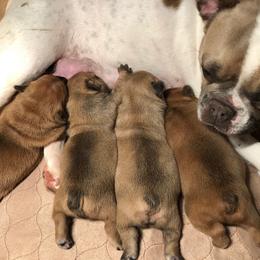French Bulldog Puppies from Mimosa Acres French Bulldogs