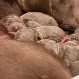 Silver girl 4 - Silver female Dilute Retriever puppy in Grants Pass, Oregon from KnR Antler Dogs