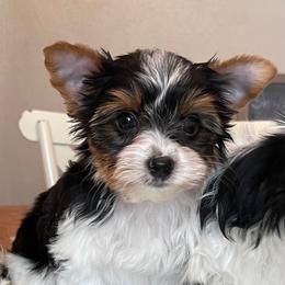 Biewer Terrier and Cavalier King Charles Spaniel Puppies from Kilmaren Cavaliers and Biewer Terriers