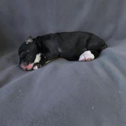 Girl 2 - Black tri-color female Aussiedoodle puppy in Lebanon, Oregon from Abbott Family Farm