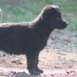 ODuckie - Black German Shepherd puppy in Linwood, North Carolina from Johnson K9s