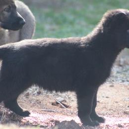 ODuckie - Black German Shepherd puppy in Linwood, North Carolina from Johnson K9s