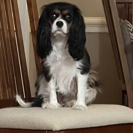 Livi de - Cavalier King Charles Spaniel