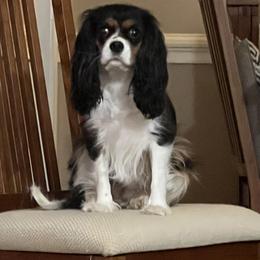 Livi de - Cavalier King Charles Spaniel