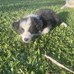 Boy 1 - Border Collie puppy in Hawaii from Blue Ginger Border Collies