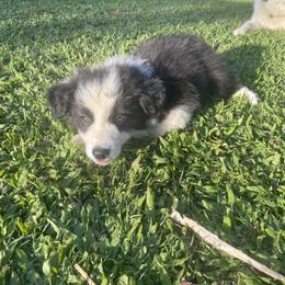 Boy 1 - Border Collie puppy in Hawaii from Blue Ginger Border Collies