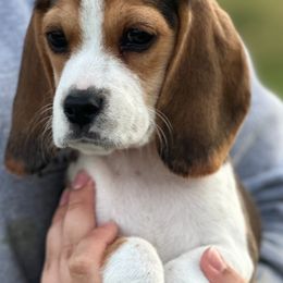 Beagle Puppies from Tymber Lake Beagles