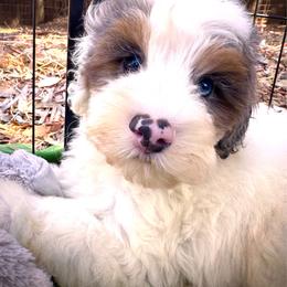 Murphy - Blue merle male Bernedoodle puppy in Vacaville, California from Starlight Goldendoodles