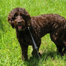 Coco - Springerdoodle