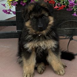 Girl 5 - Black and red female German Shepherd puppy in Quincy, Washington from Sir Puente German Shepherds