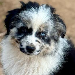 Rico - Blue merle male Miniature Australian Shepherd puppy in Patterson, North Carolina from DreamLine Aussies
