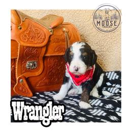 Wrangler - Tri-color male Bernedoodle puppy in Belleville, Michigan from Moose Tracks Bernedoodles