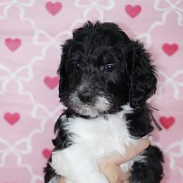 Frosty (Brown Band) - Tri-color male Labradoodle puppy in Plainfield, New Jersey from Caris Paws Poodles and Labradoodles