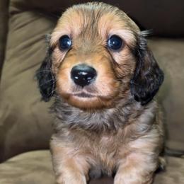 Bonnie (RUSSIAN LINES) - Red female Dachshund puppy in Goldthwaite, Texas from Mini Mama Dachshunds