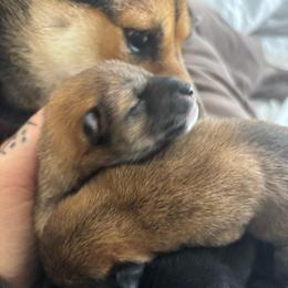 Rook - Sesame male Shiba Inu puppy in Truckee, California from Mountain Air Shibas