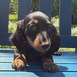 Cyndi - Black and tan female Dachshund puppy in Coopersburg, Pennsylvania from Barks and Burrows