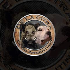 Dogo Argentino Puppies from De La Citra Dogo Argentino