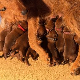 Red collar - Red male Irish Terrier puppy in Moyie Springs, Idaho from Avonlea Terriers