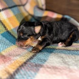 Bennett - Phantom male Bernedoodle puppy in Warrensburg, Missouri from Dreamer Ridge Puppies