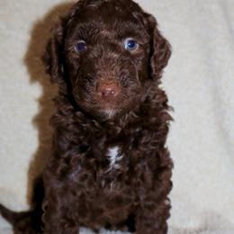 Scrumdiddlyumptious - Brown male Bernedoodle puppy in Ohio from Moore Doodles