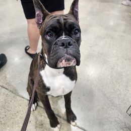 Boxer Puppies from WildRiver Boxers