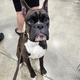 Boxer Puppies from WildRiver Boxers