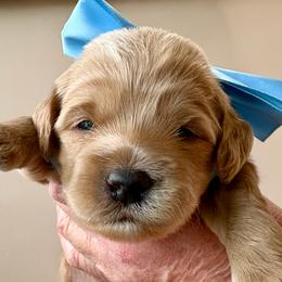 O'Henry - Apricot male Goldendoodle puppy in Roy, Utah from Doodles are Amazing