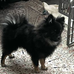Pomeranian Puppies from Total Eclipse Pomeranians