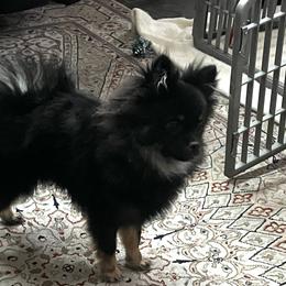 Pomeranian Puppies from Total Eclipse Pomeranians
